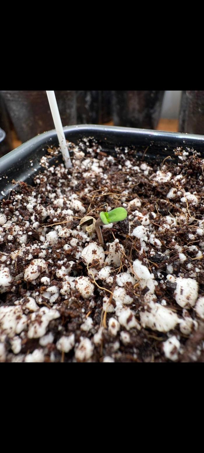 Red red vine. Week 0
