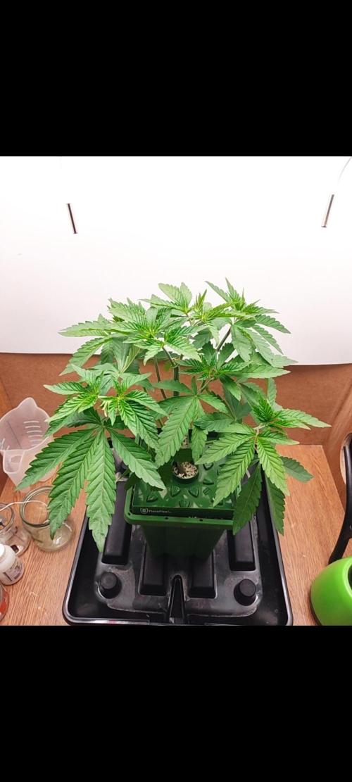 Red red vine. Week 4