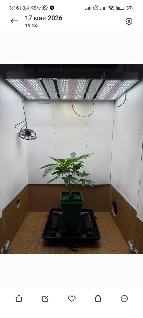 Red red vine. Week 4