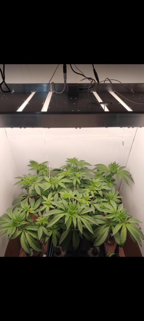 Red red vine. Week 6