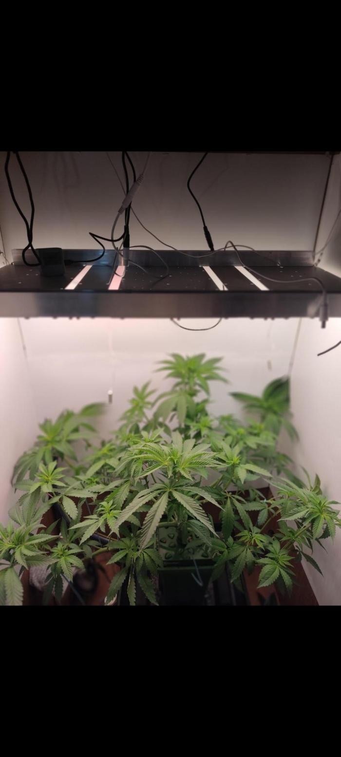 Red red vine. Week 7