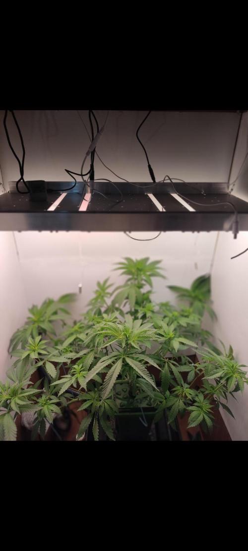Red Red Wine. Week 7