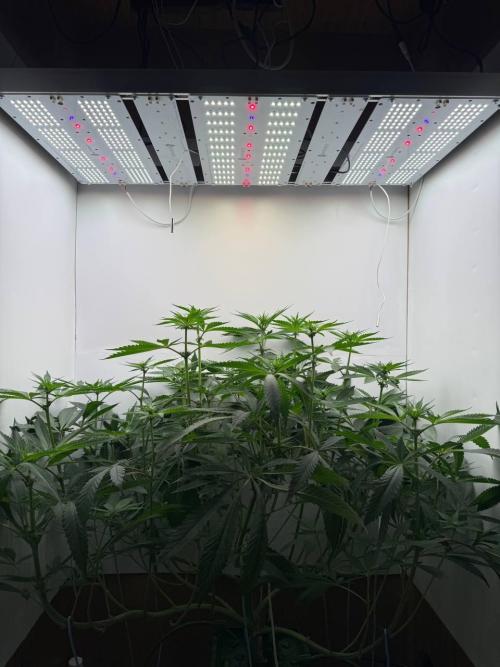 Red red vine. Week 8