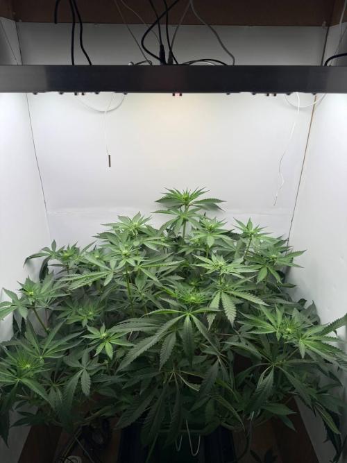 Red red vine. Week 8