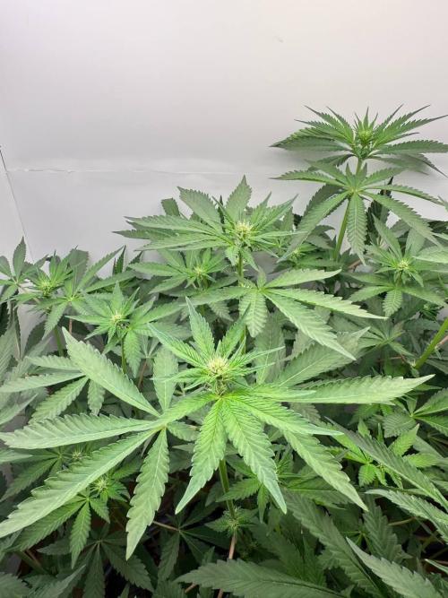 Red red vine. Week 8