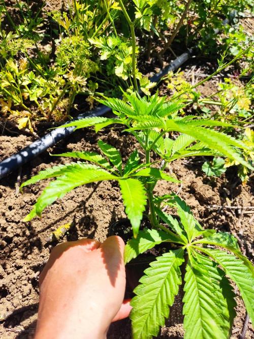 Red red vine от Perfect tree. Клон.. Week 4