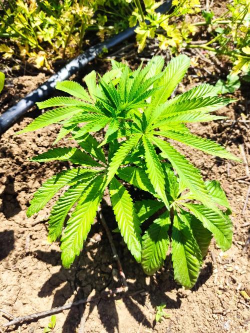 Red red vine от Perfect tree. Клон.. Week 4