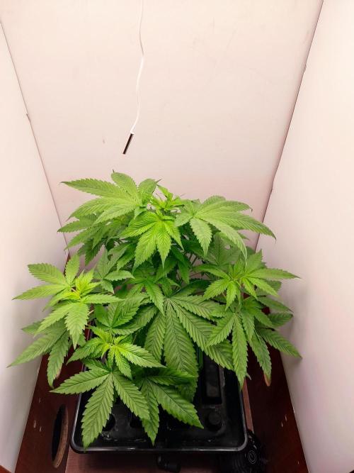 Grandpa's Diesel. Week 6