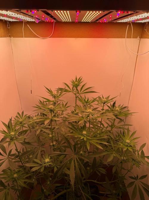 Red red vine. Week 9