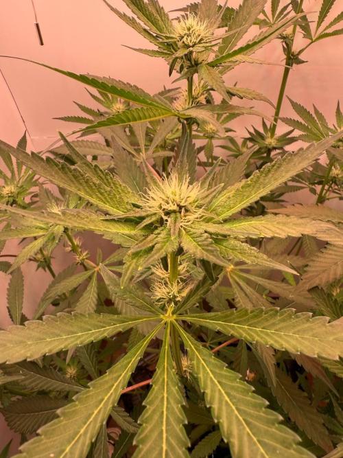 Red red vine. Week 9