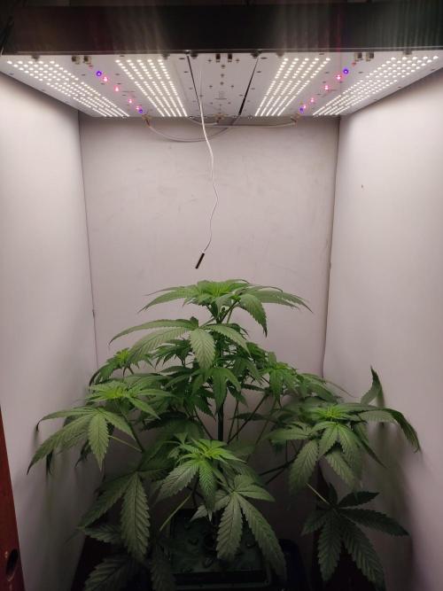 Grandpa's Diesel. Week 7
