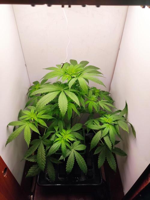 Grandpas Diesel genetics fem. Week 7