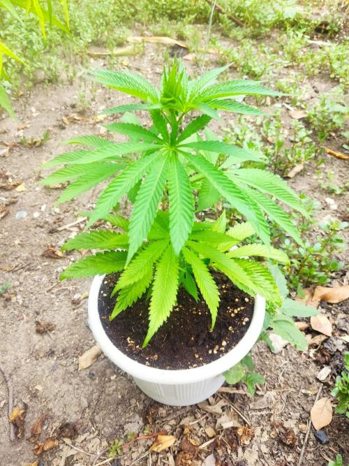 Red red vine от Perfect tree. Клон.. Week 6