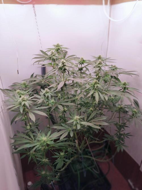 Red red vine. Week 10
