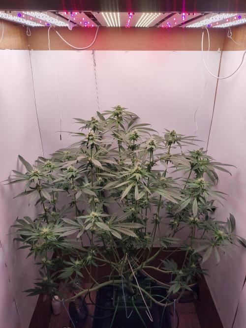 Red Red Wine. Week 10