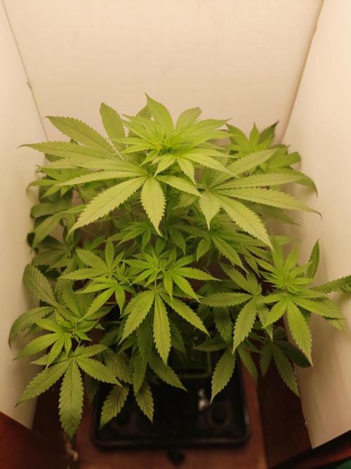 Grandpa's Diesel. Week 8