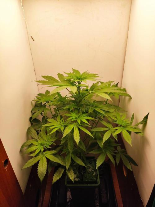 Grandpas Diesel genetics fem. Week 8