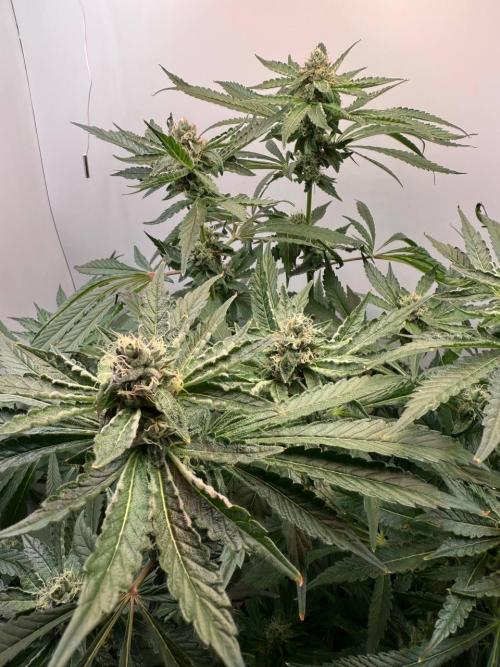 Red red vine. Week 11