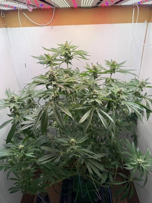 Red red vine. Week 11