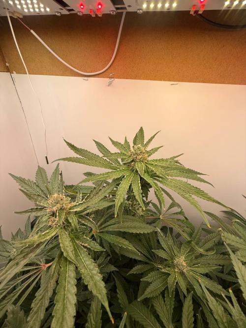 Red Red Wine. Week 11