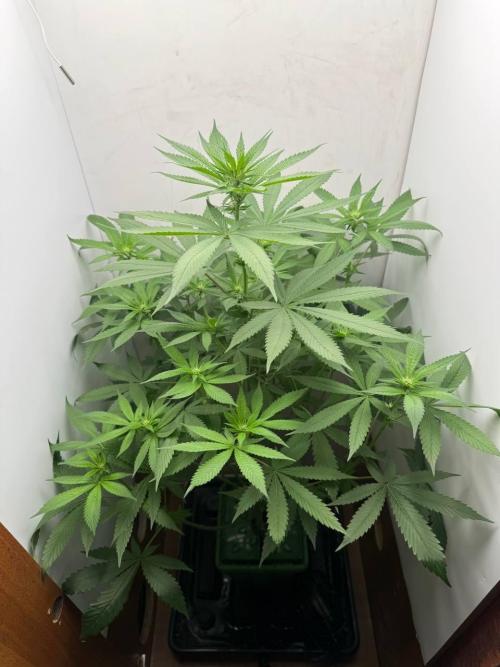 Grandpas Diesel genetics fem. Week 9