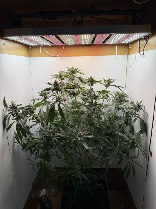 Red red vine. Week 12
