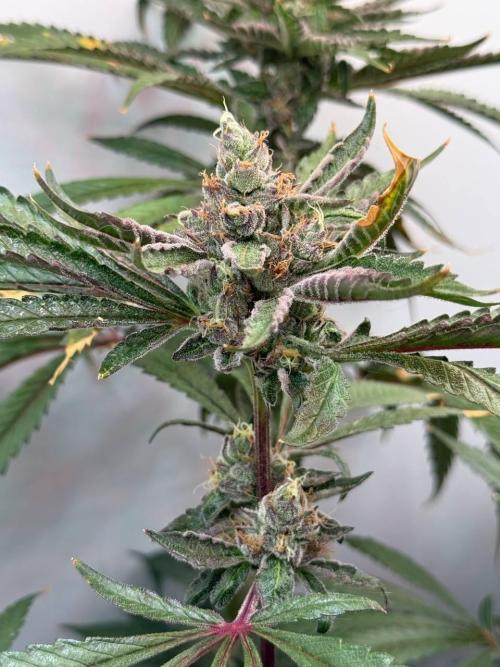 Red Red Wine. Week 12