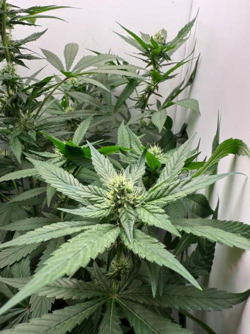 Grandpa's Diesel. Week 10