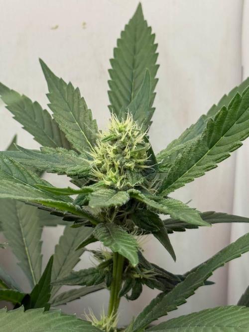 Grandpa's Diesel. Week 10