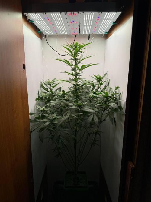 Grandpa's Diesel. Week 10
