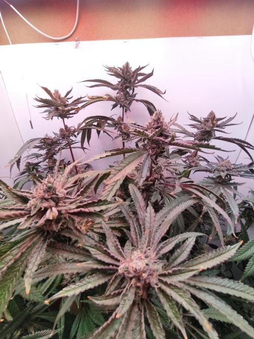 Red red vine. Week 13