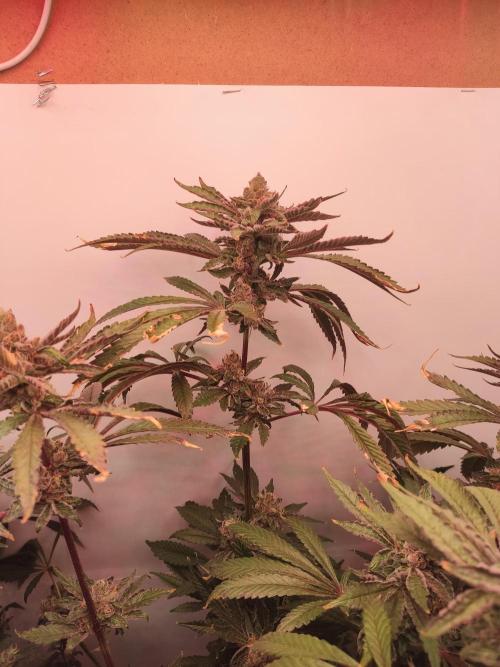 Red red vine. Week 13
