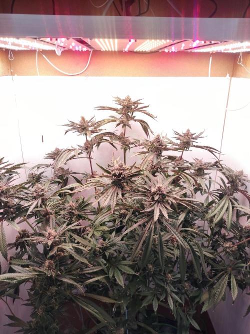 Red Red Wine. Week 13