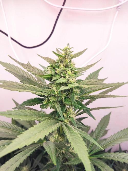 Grandpa's Diesel. Week 11