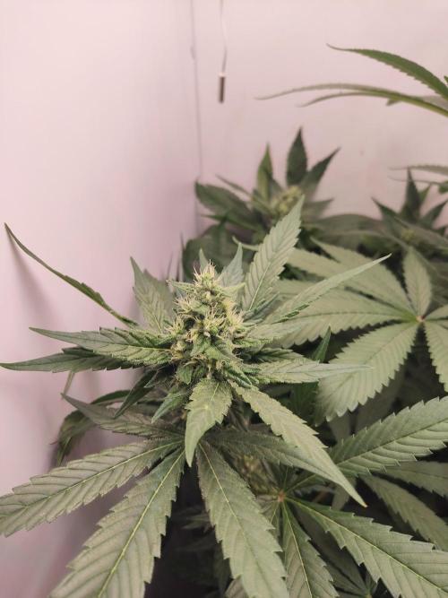Grandpa's Diesel. Week 11