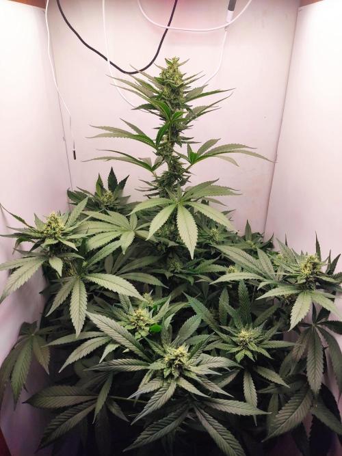 Grandpa's Diesel. Week 11