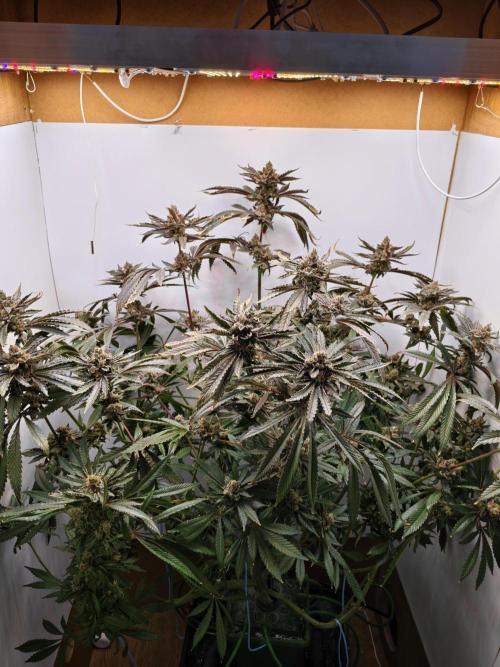 Red red vine. Week 14