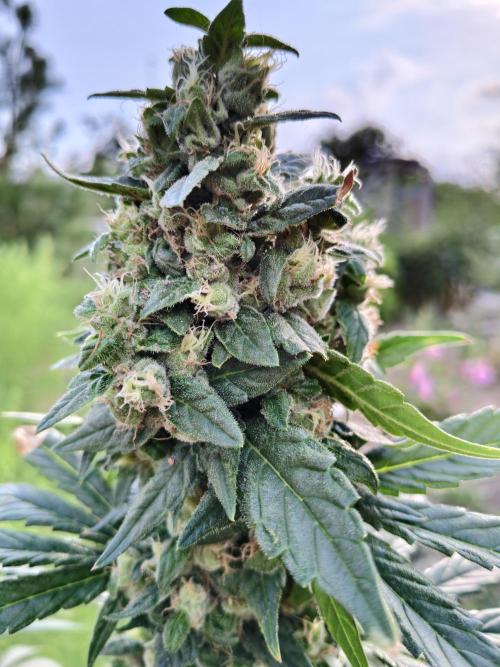 Grandpa's Diesel. Week 14