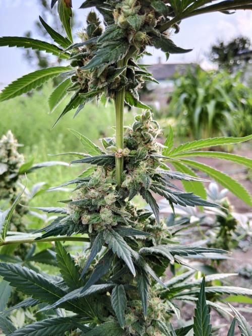 Grandpa's Diesel. Week 14