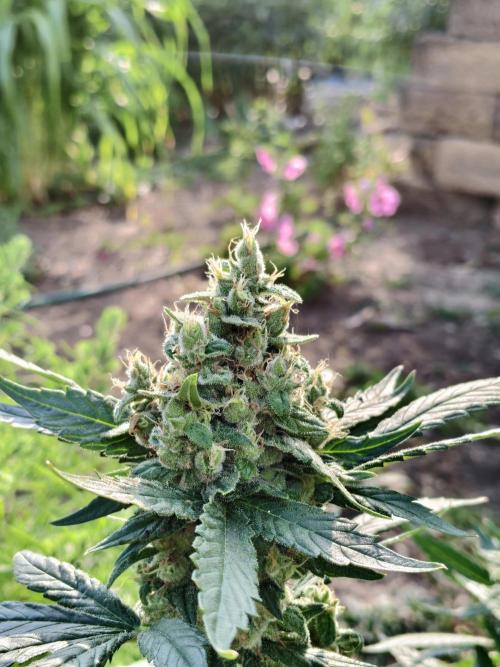 Grandpa's Diesel. Week 14