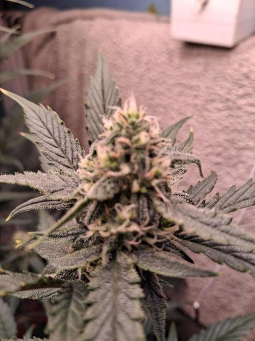 42munichgrow. Week 9 - Strawberry 42