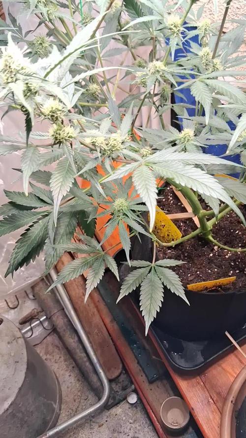 42munichgrow