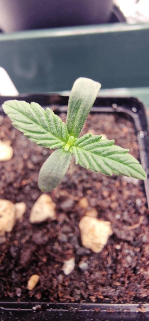 CBD Mazar. Week 0