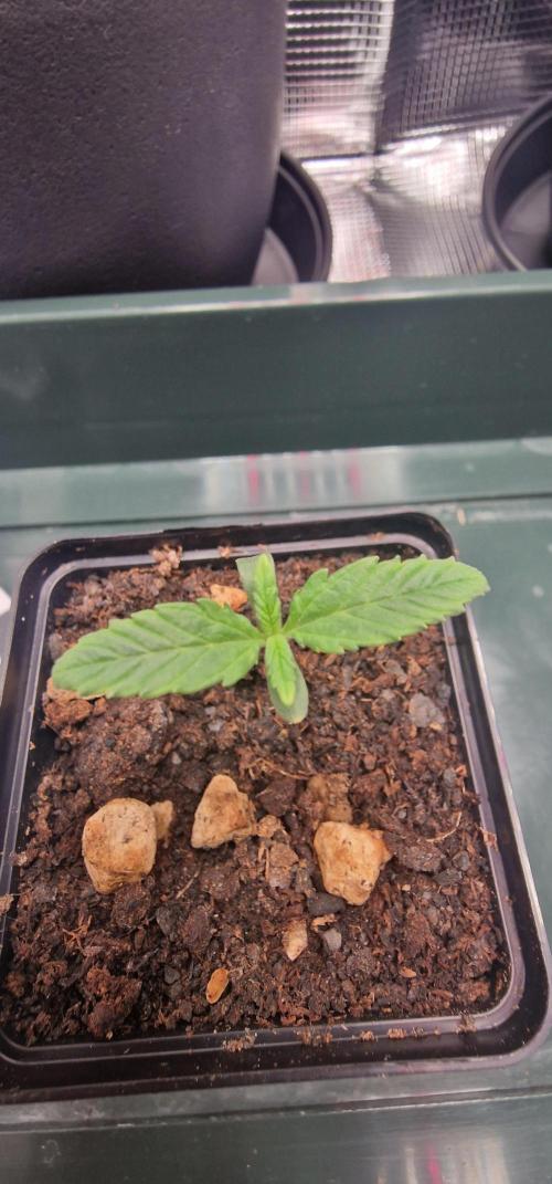 CBD-Mazar. Week 0