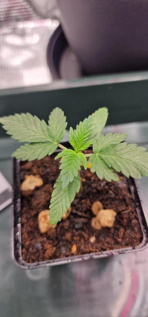 CBD-Mazar. Week 0