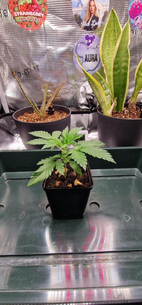 CBD Mazar. Week 0