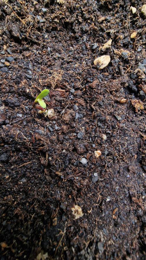 Stresskiller CBD 1:1 (autoflower). Week 0