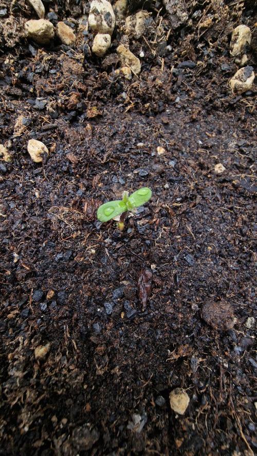 Stresskiller CBD 1:1 (autoflower). Week 0
