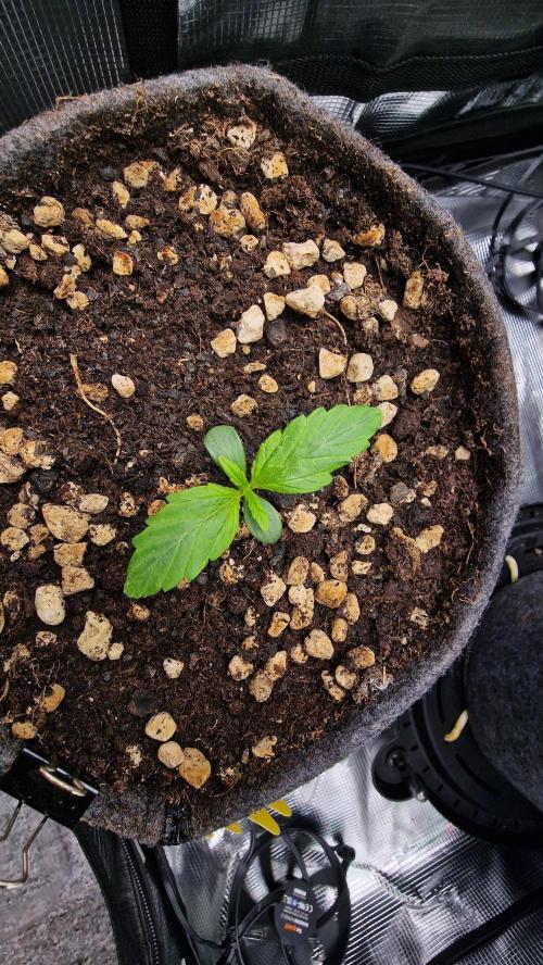 Stresskiller CBD 1:1 (autoflower). Week 2