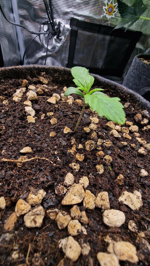 Stress Killer Automatic CBD. Week 2